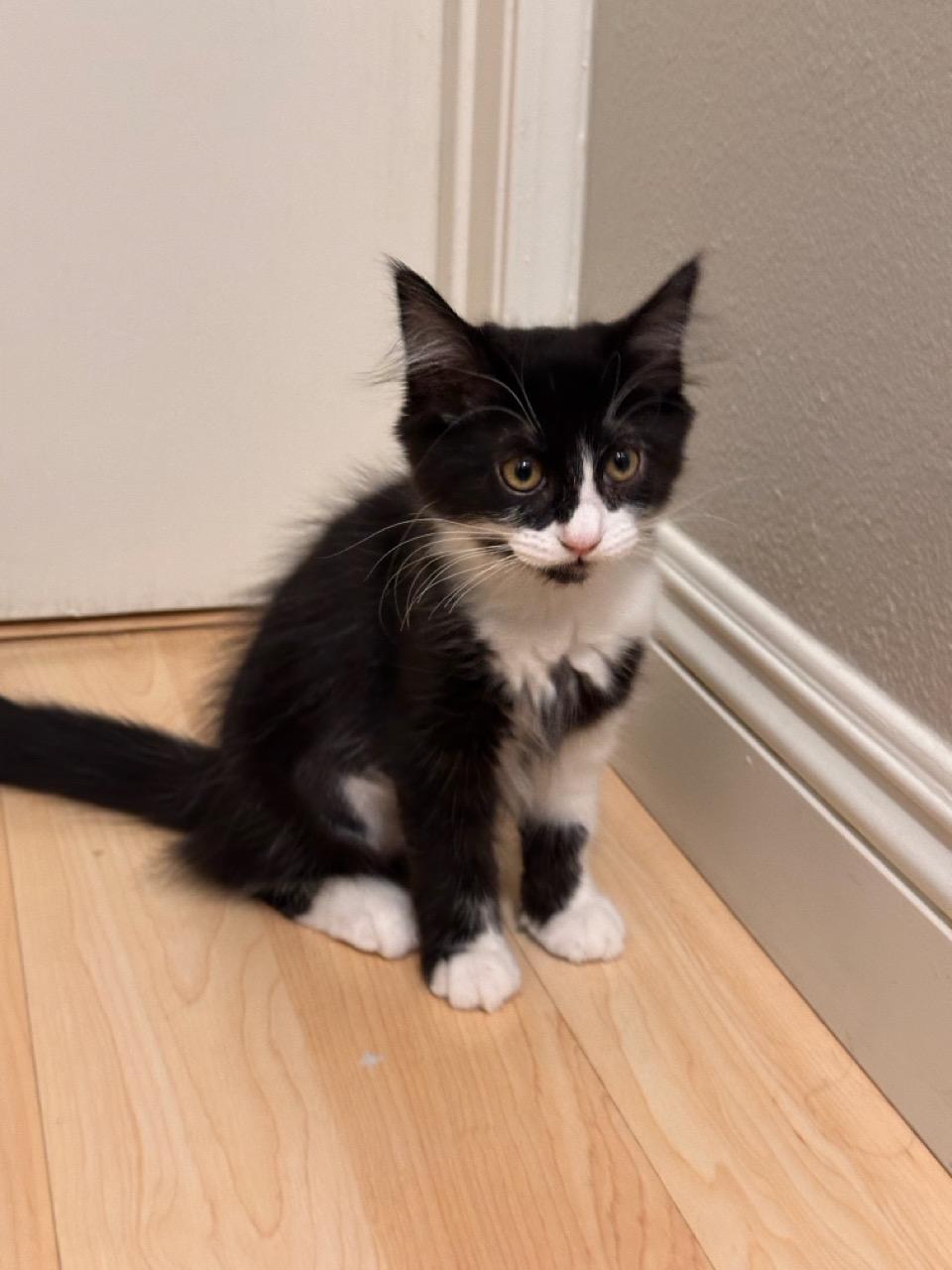 Chiquita, a ADOPTABLE Domestic Long Hair in Las Vegas, NV image 2/3