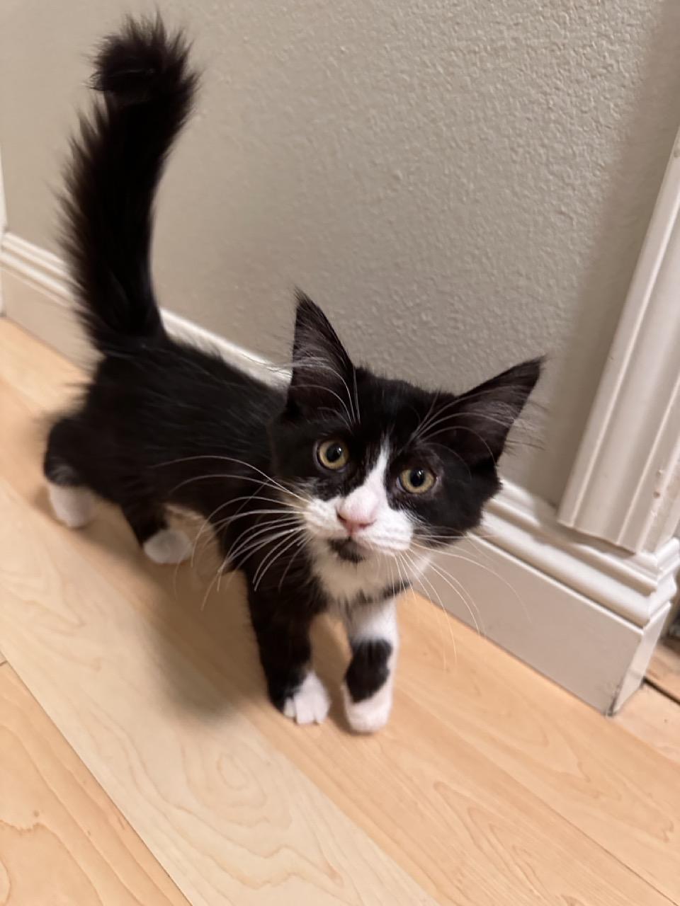 Chiquita, a ADOPTABLE Domestic Long Hair in Las Vegas, NV image 1/3