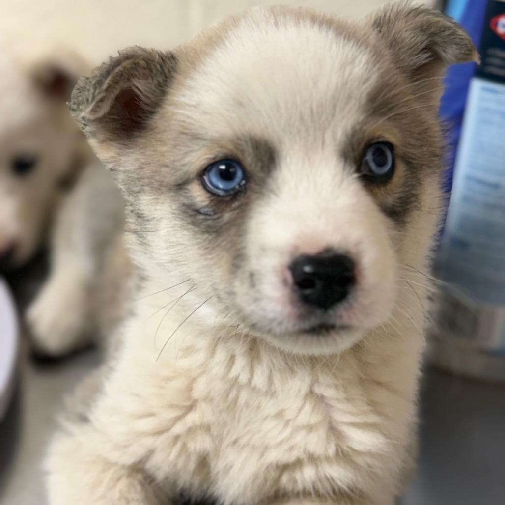 Jinu, Adoptable, Puppy Female Husky & Mixed Breed.