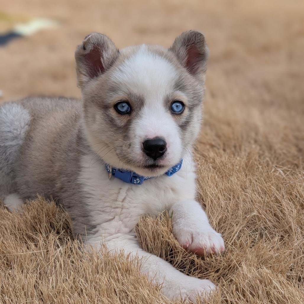 Enlarge Jinu, a Adoptable mixed breed in Durham, NC image 2/6
