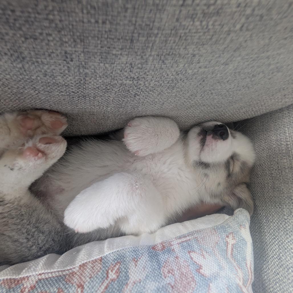 Enlarge Jinu, a Adoptable mixed breed in Durham, NC image 3/6