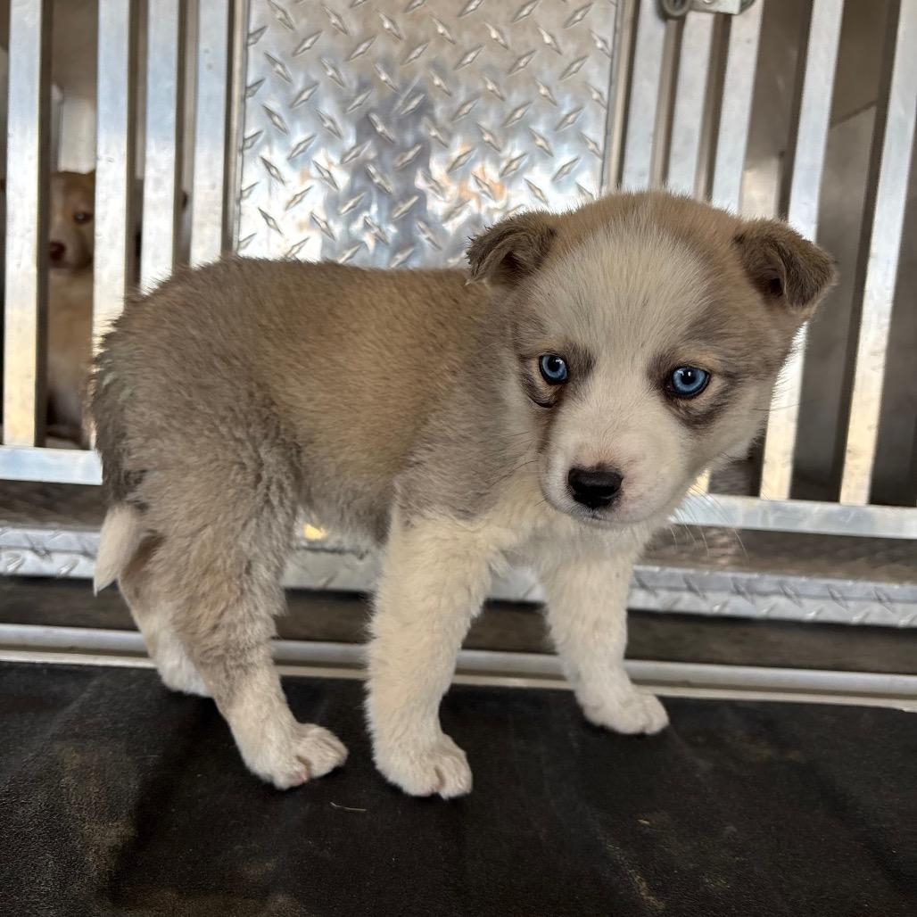 Enlarge Jinu, a Adoptable mixed breed in Durham, NC image 4/6