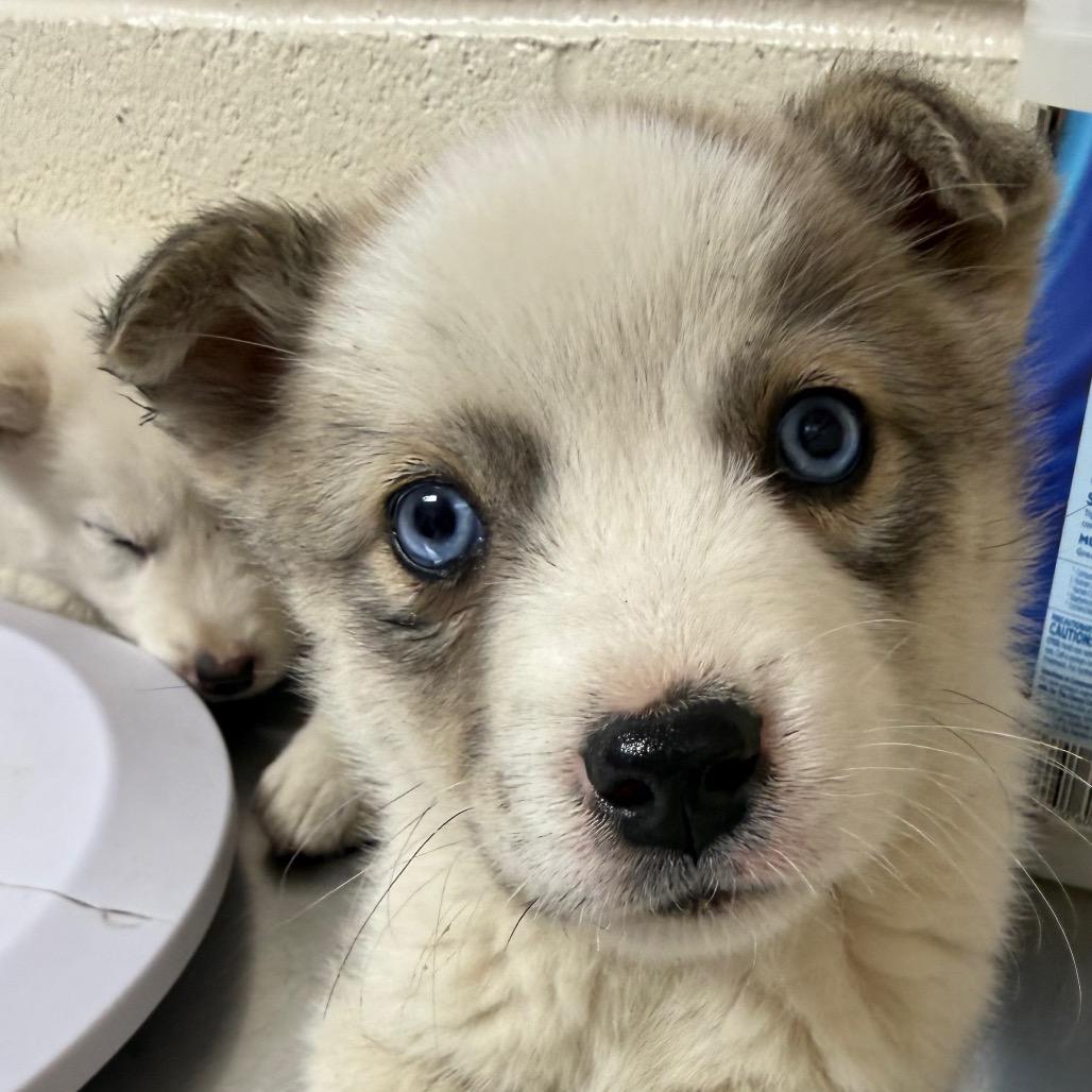 Enlarge Jinu, a Adoptable mixed breed in Durham, NC image 5/6