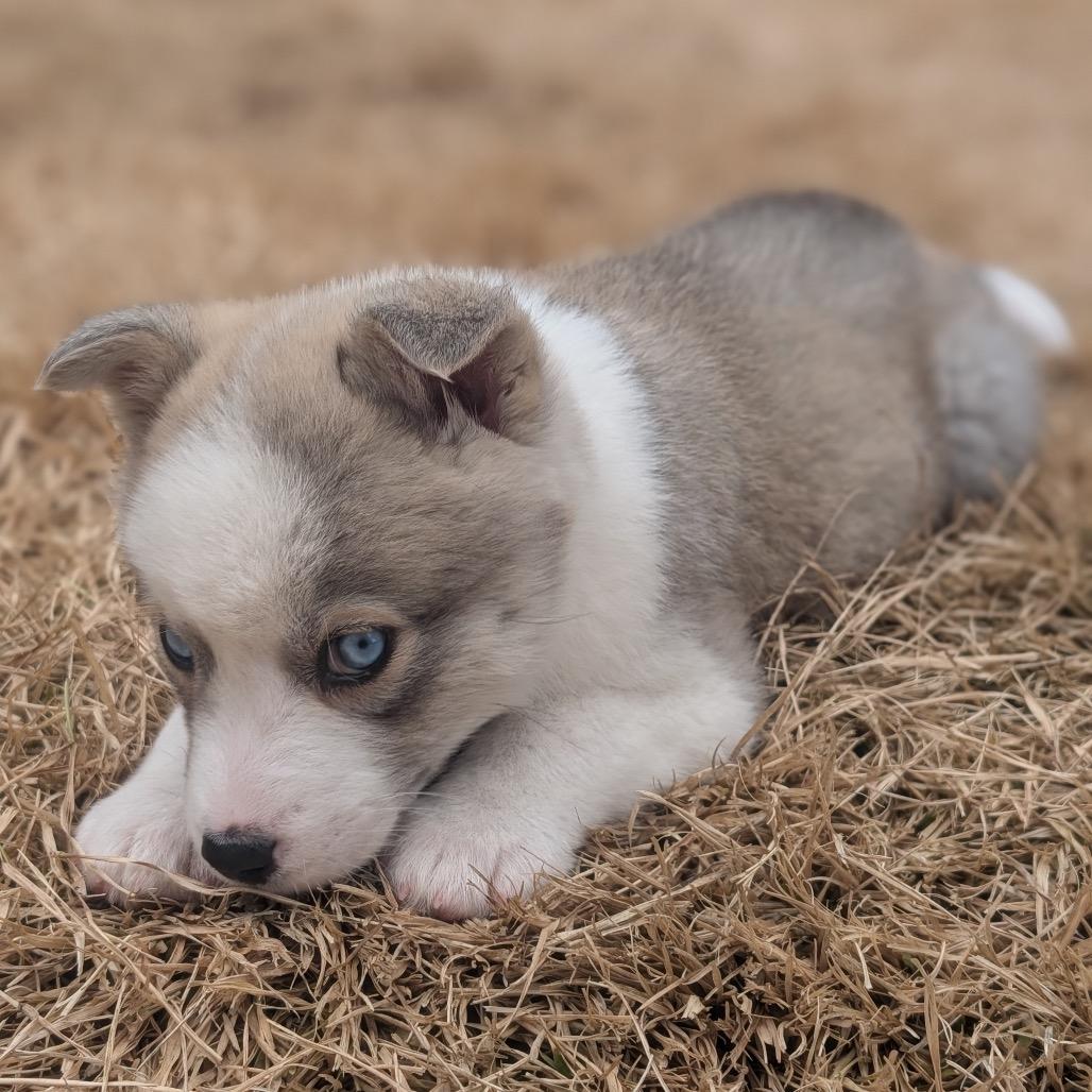 Enlarge Jinu, a Adoptable mixed breed in Durham, NC image 6/6