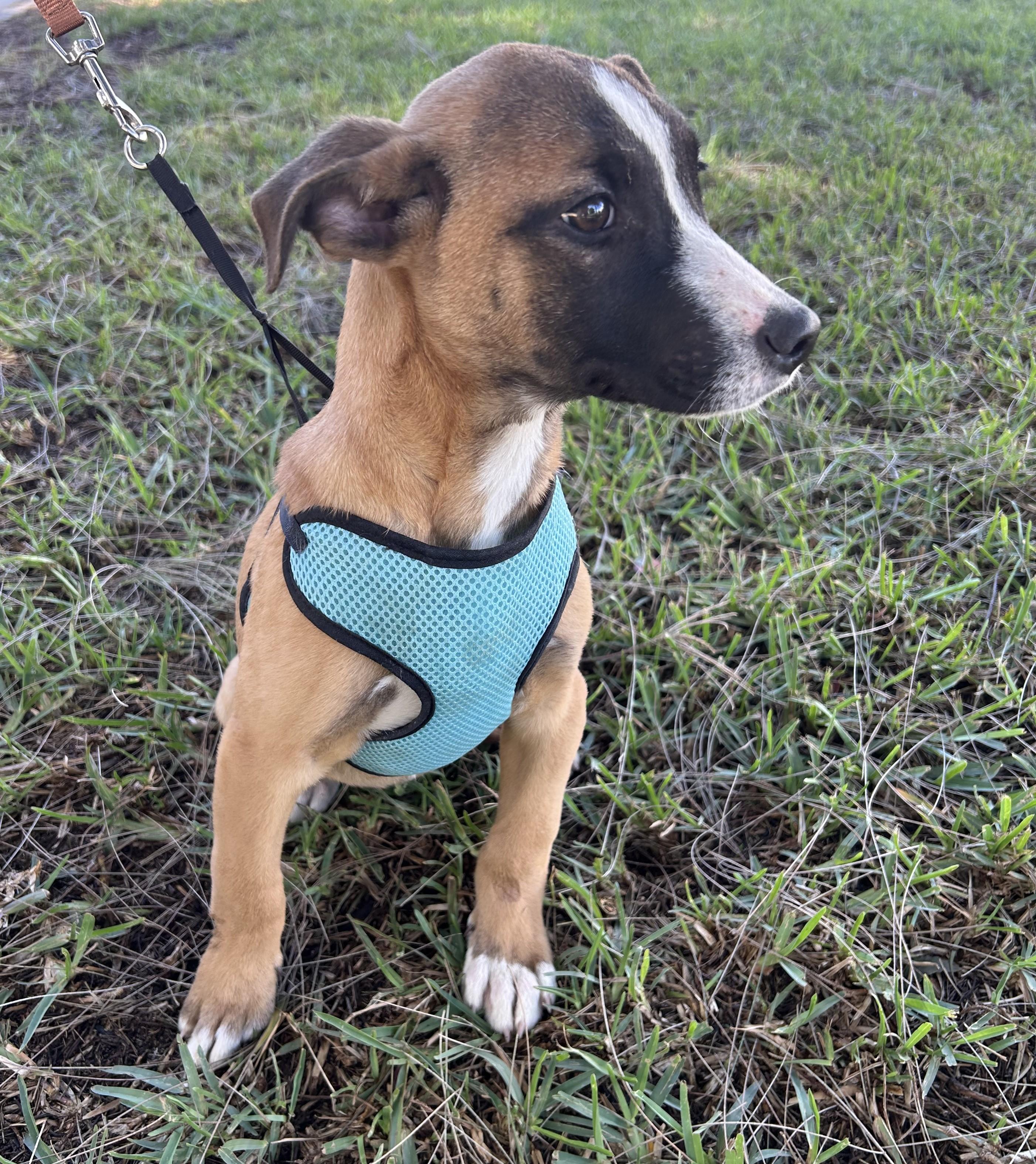 Enlarge LINDA, a ADOPTABLE mixed breed in Bell Gardens, CA image 6/6