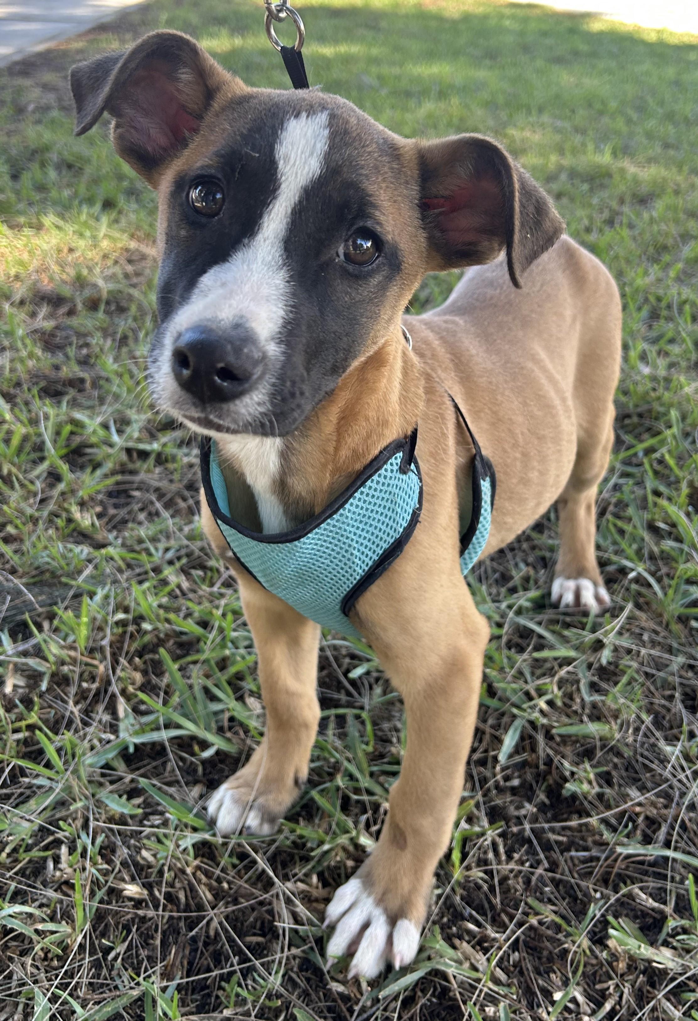 Enlarge LINDA, a ADOPTABLE mixed breed in Bell Gardens, CA image 3/6