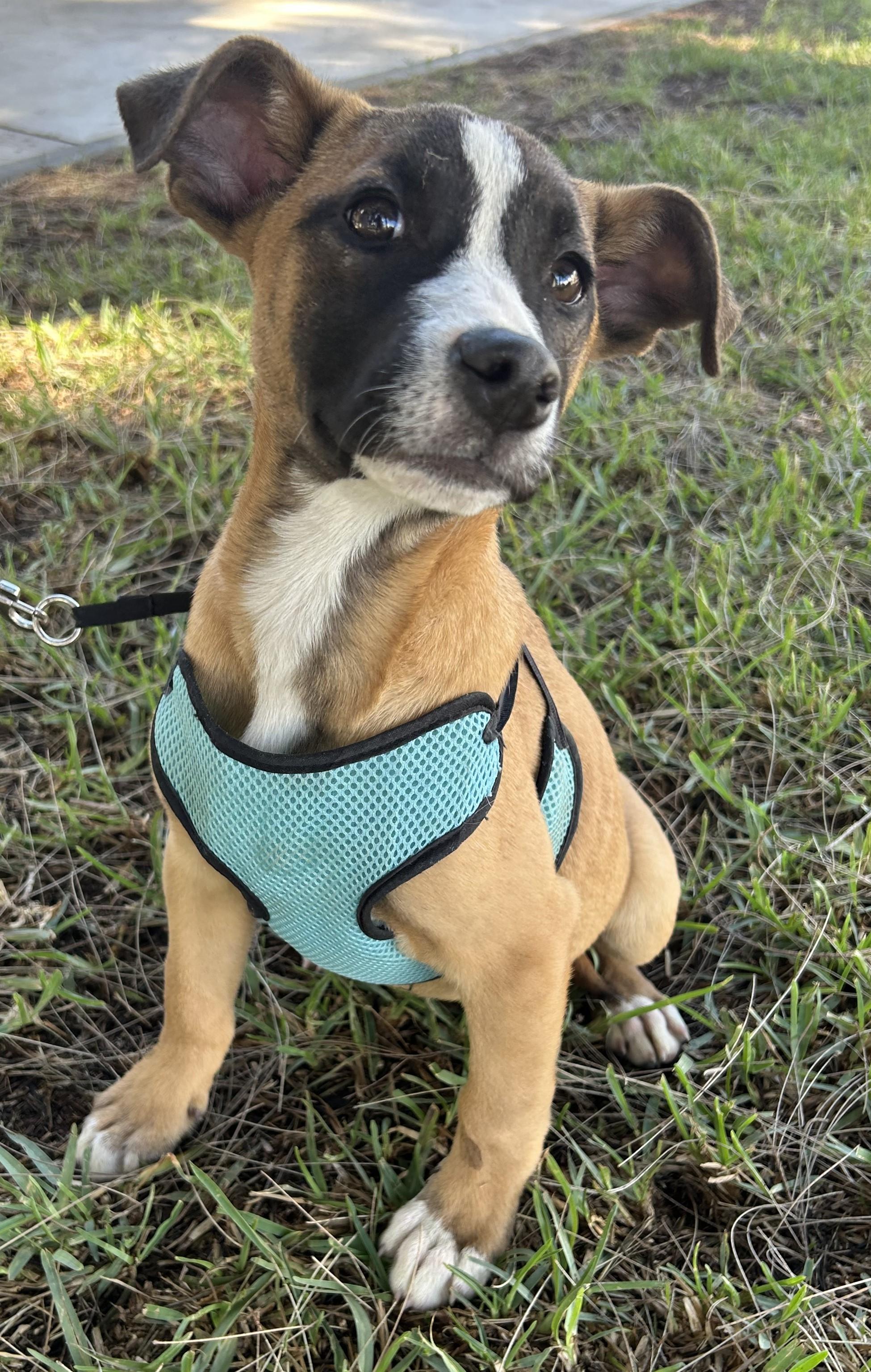 LINDA, ADOPTABLE, Puppy Female Whippet.