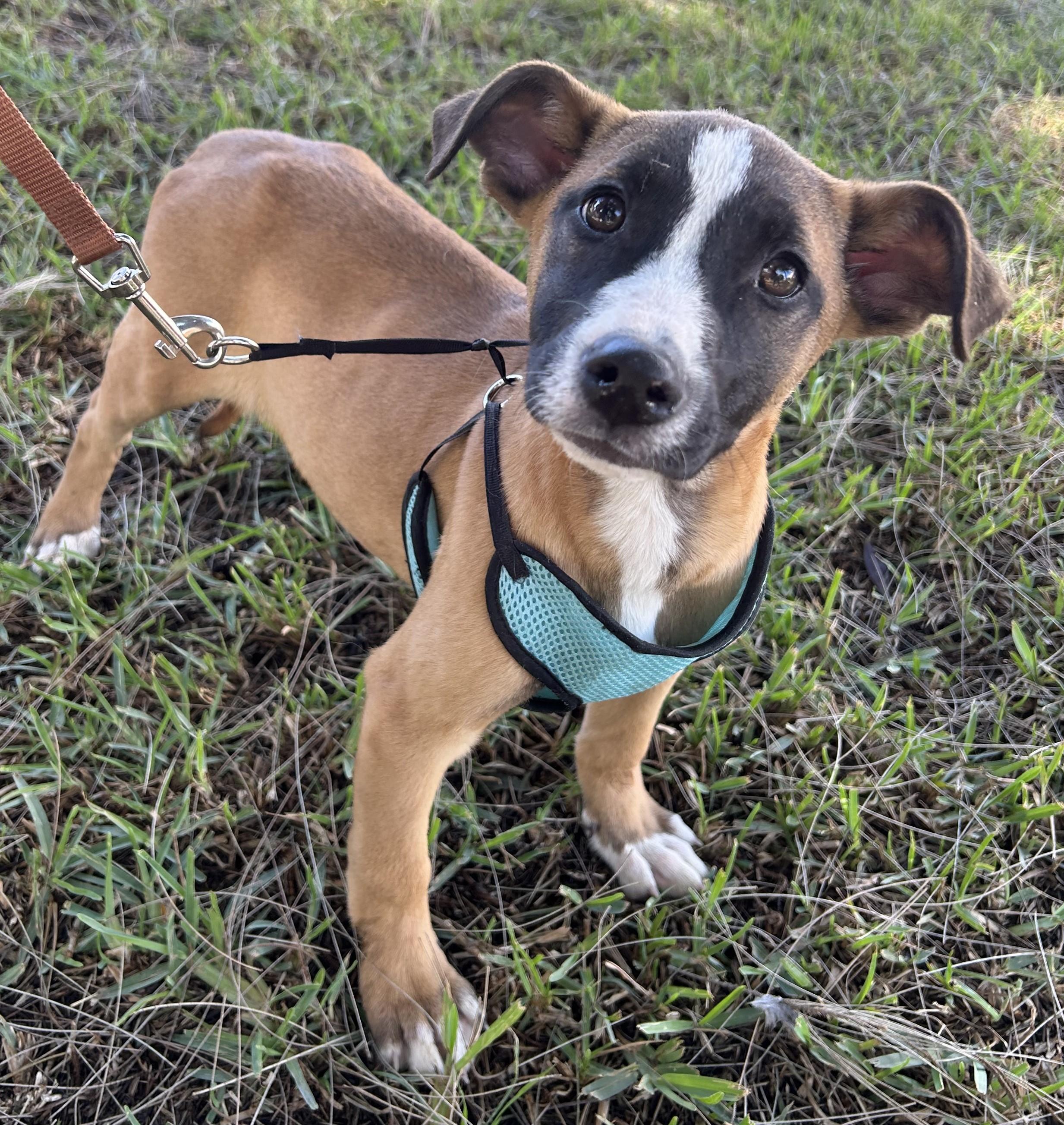 Enlarge LINDA, a ADOPTABLE mixed breed in Bell Gardens, CA image 2/6