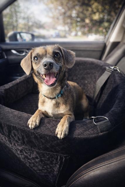 Pimbi - Pro tail-wagger, part-time heart-stealer, Adoptable, Young Male Dachshund & Chihuahua.