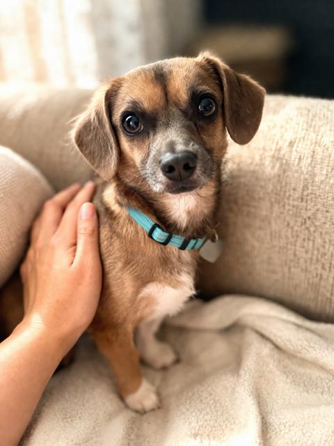 Enlarge Pimbi - Pro tail-wagger, part-time heart-stealer, a Adoptable mixed breed in Oakhurst, NJ image 2/3