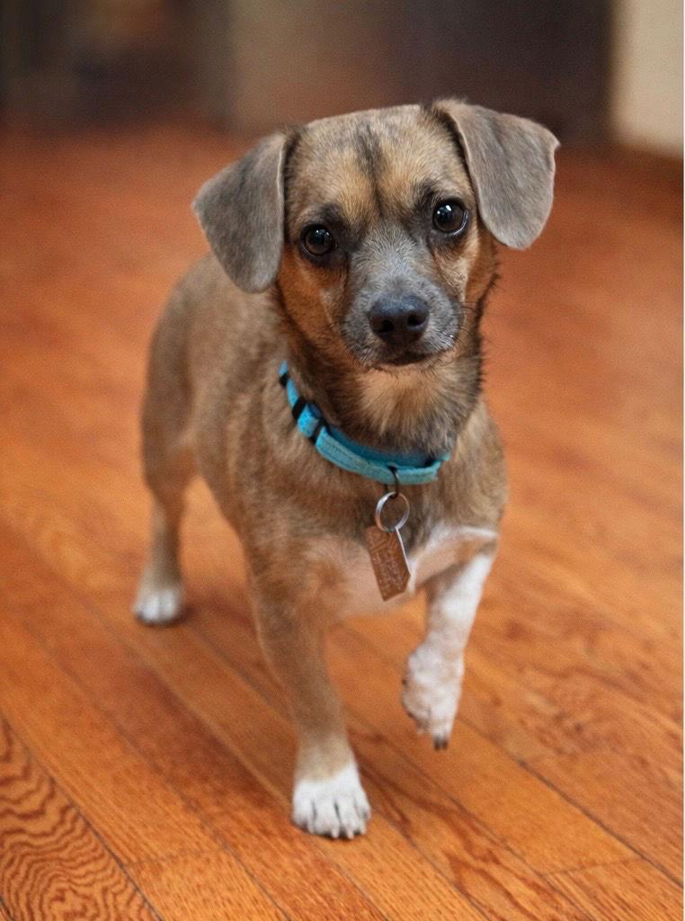 Enlarge Pimbi - Pro tail-wagger, part-time heart-stealer, a Adoptable mixed breed in Oakhurst, NJ image 3/3