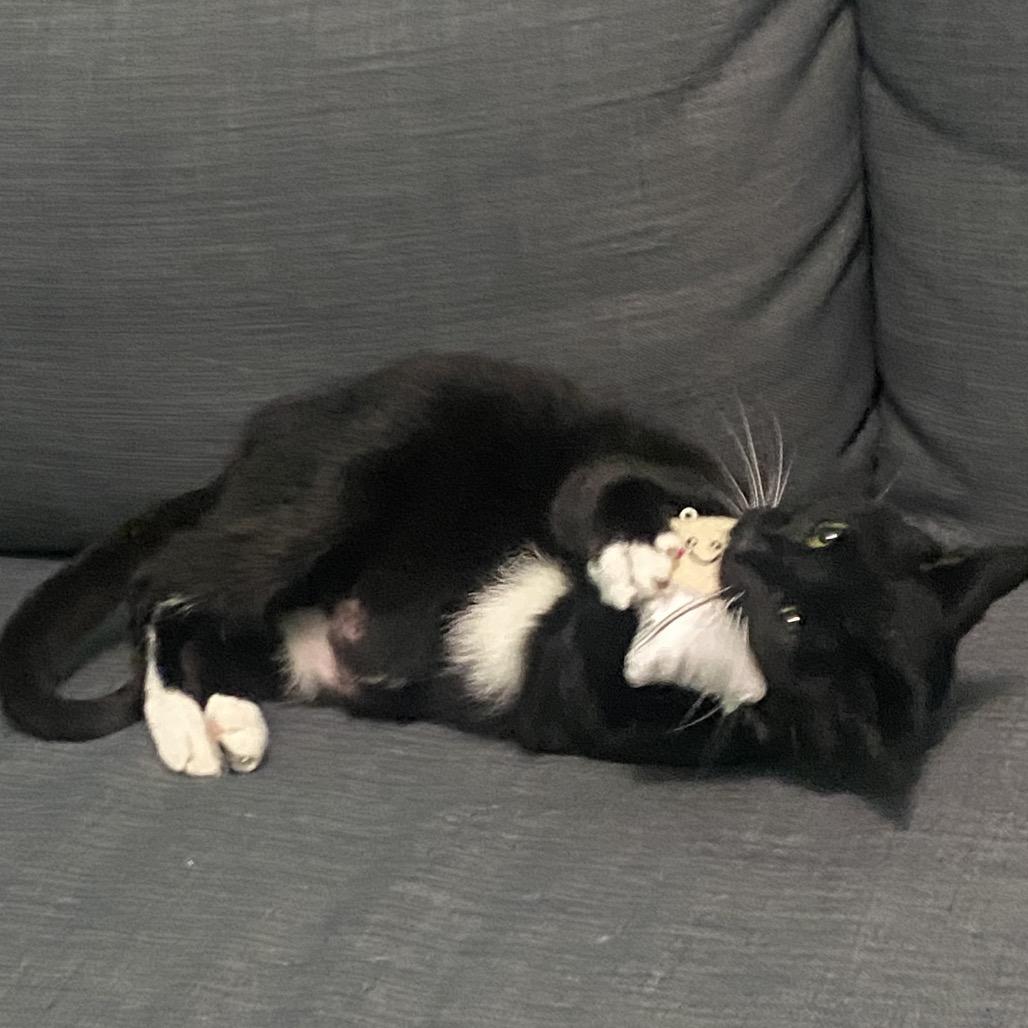 Gabby, Adoptable, Senior Female Domestic Short Hair.