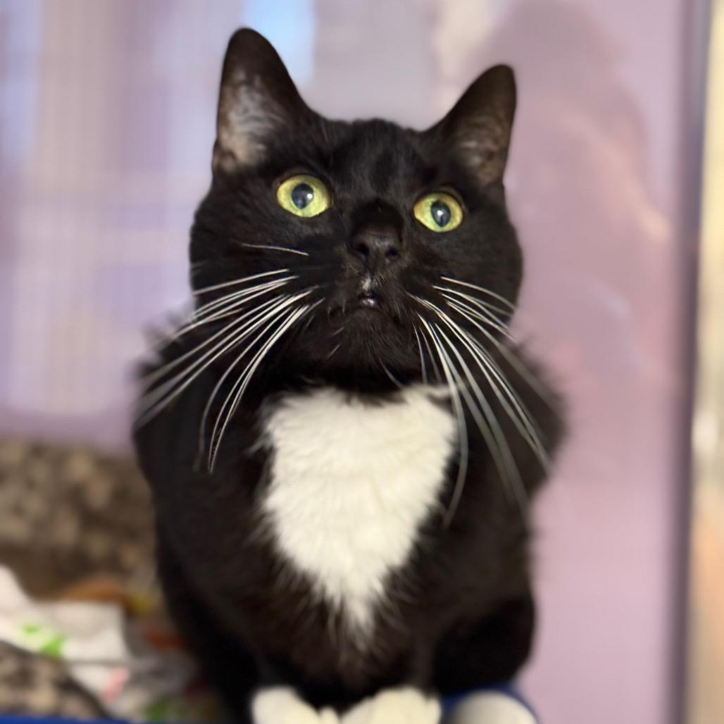 Enlarge Gabby, a Adoptable Domestic Short Hair in Cumming, GA image 2/5