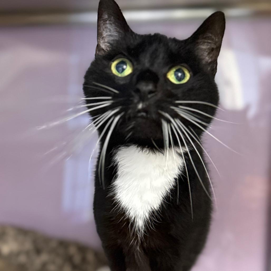 Enlarge Gabby, a Adoptable Domestic Short Hair in Cumming, GA image 3/5