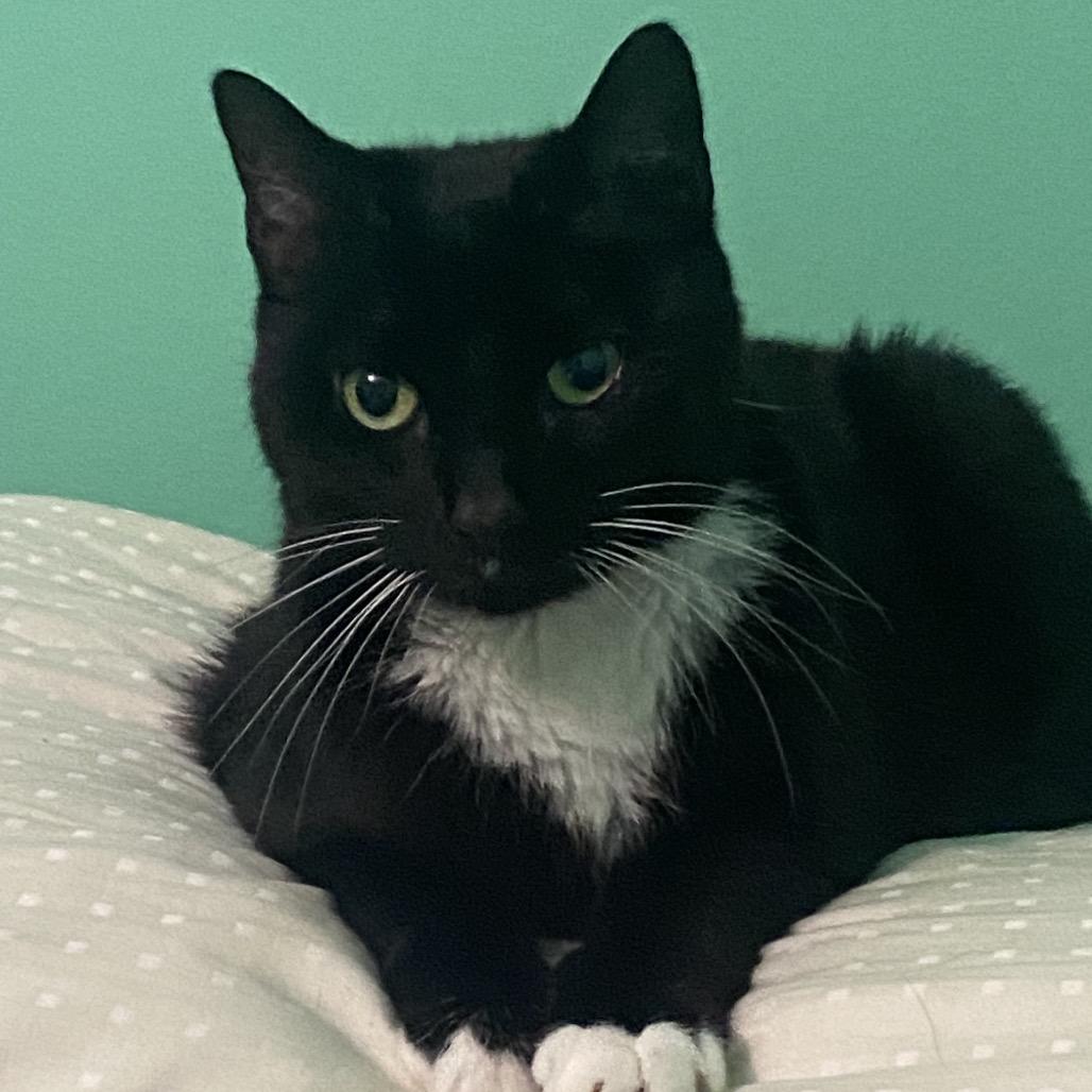 Enlarge Gabby, a Adoptable Domestic Short Hair in Cumming, GA image 4/5