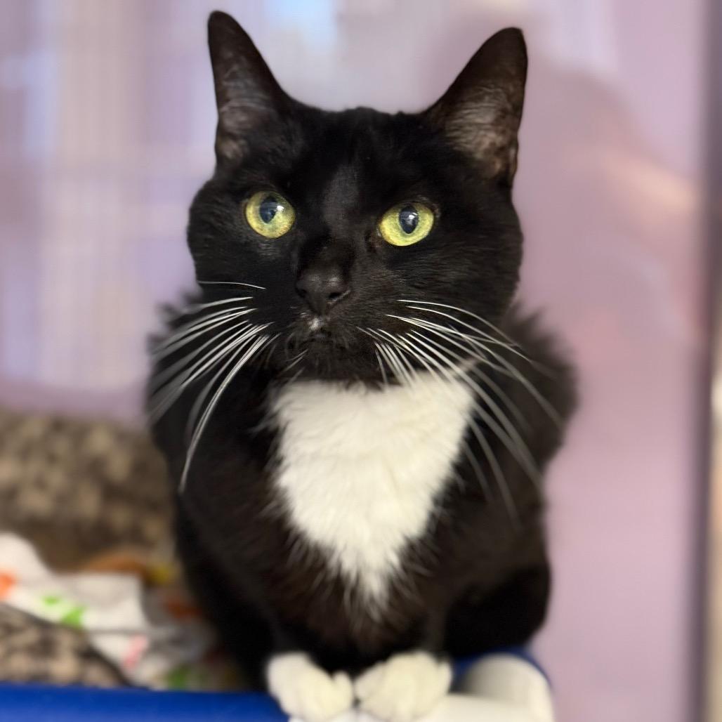 Enlarge Gabby, a Adoptable Domestic Short Hair in Cumming, GA image 5/5