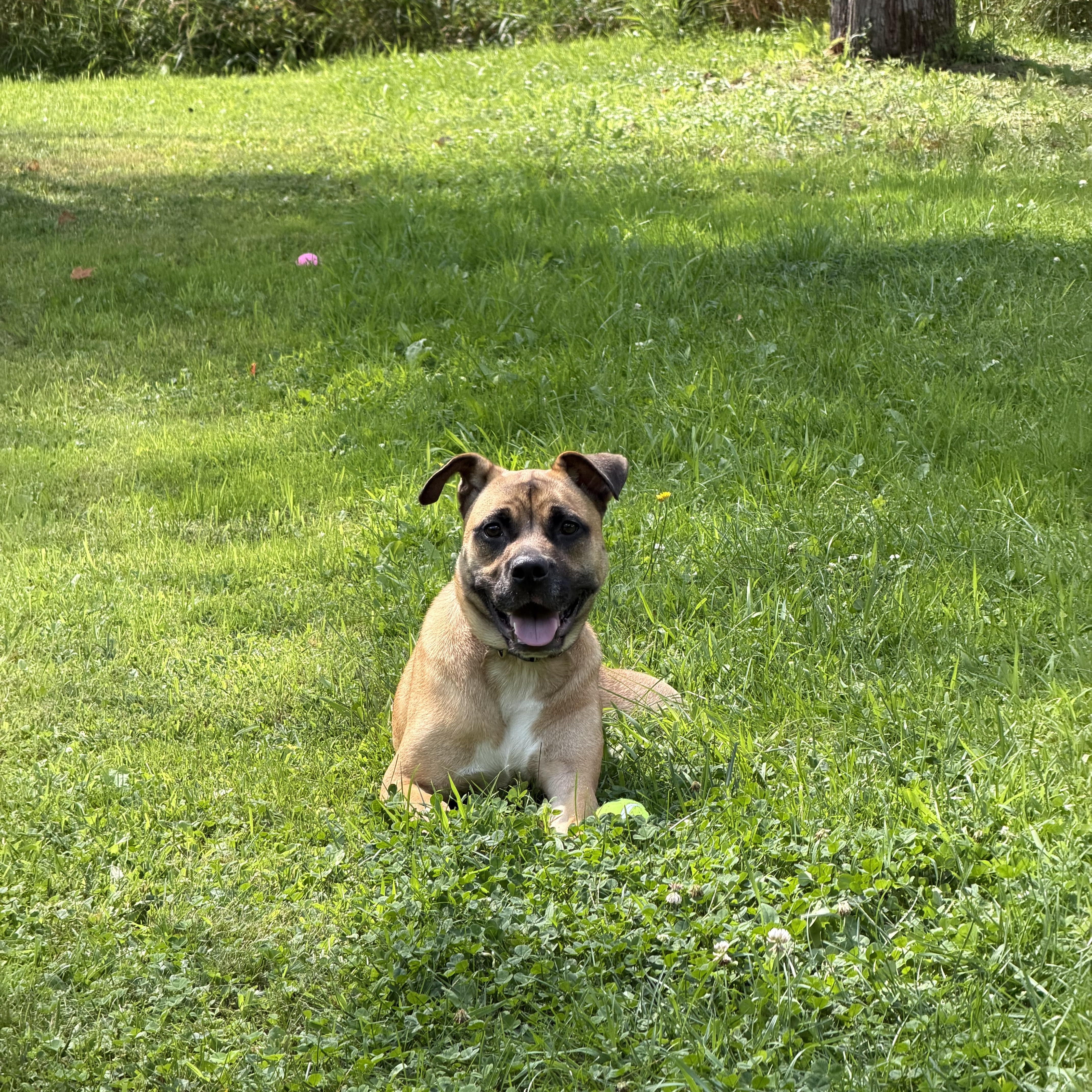 Enlarge Arlo, a Adopted mixed breed in Dover, NJ image 4/5