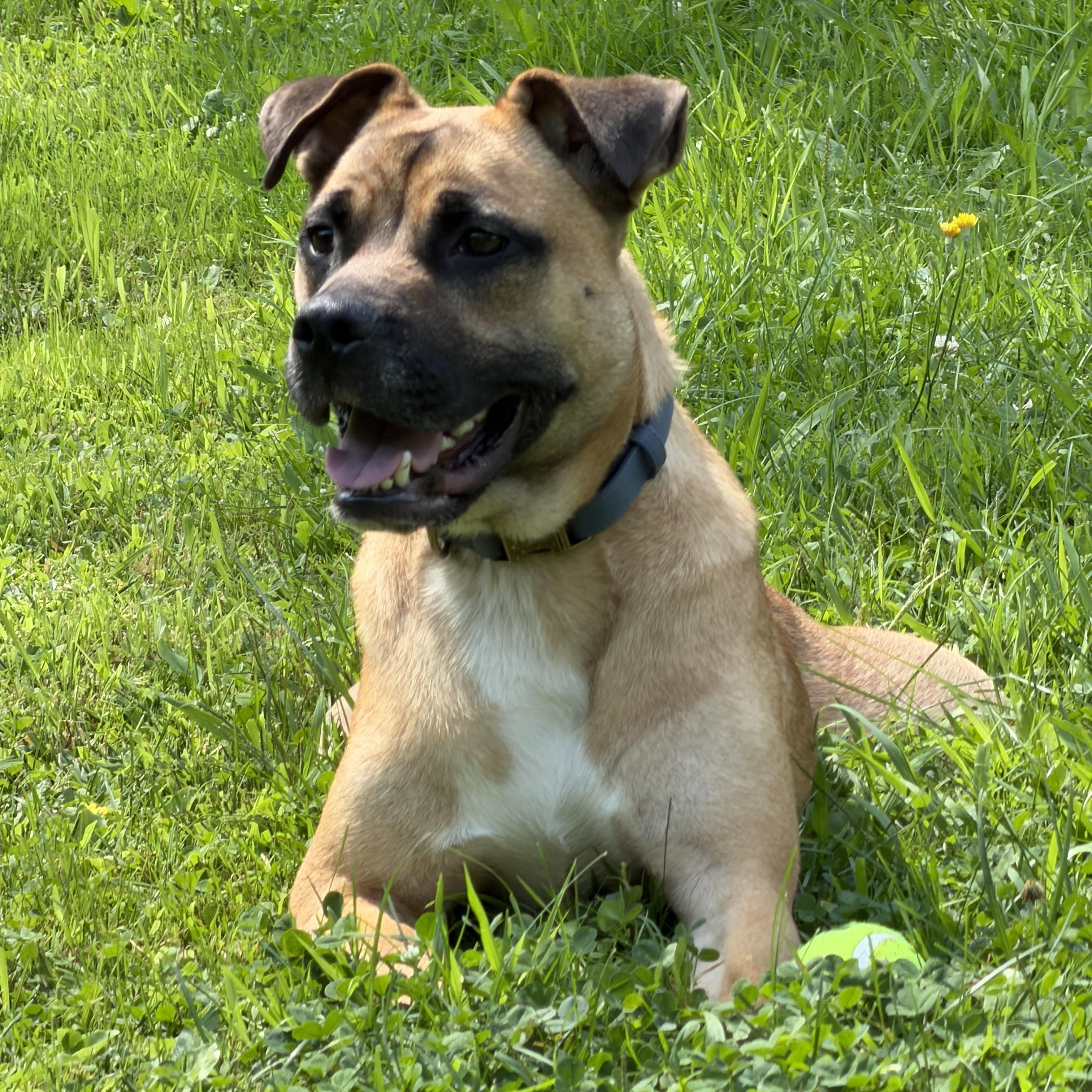Arlo, Adopted, Young Male Black Mouth Cur & Terrier.