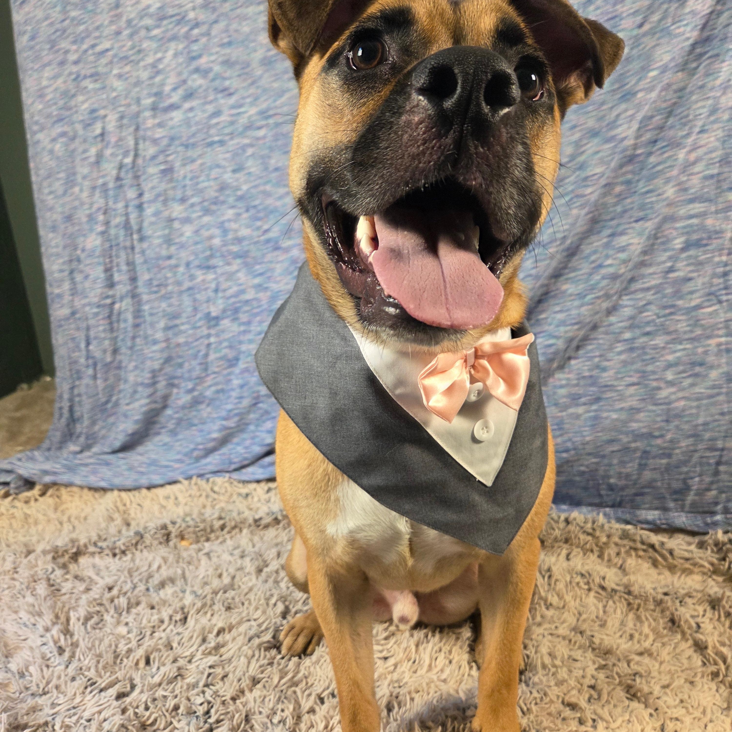 Enlarge Arlo, a Adopted mixed breed in Dover, NJ image 3/5