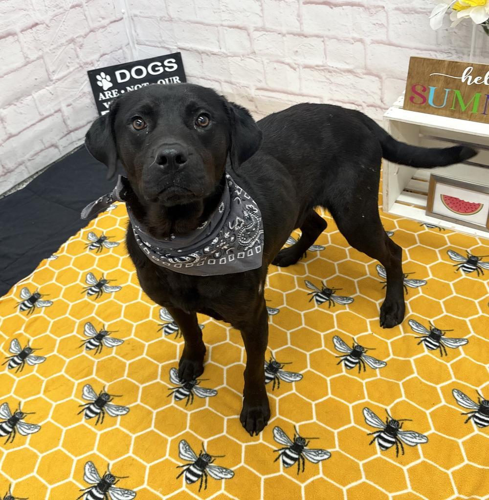 Subaruu, Adoptable, Young Male Labrador Retriever & Mixed Breed.