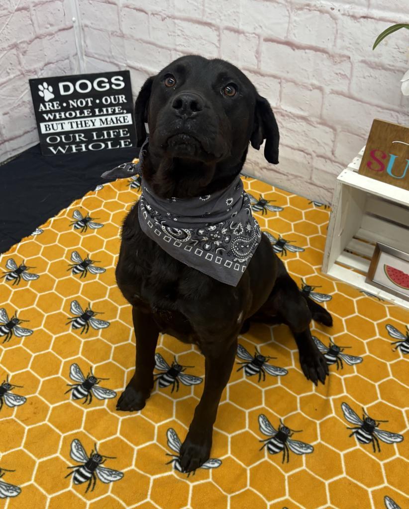 Enlarge Subaruu, a Adoptable mixed breed in Detroit, MI image 2/6