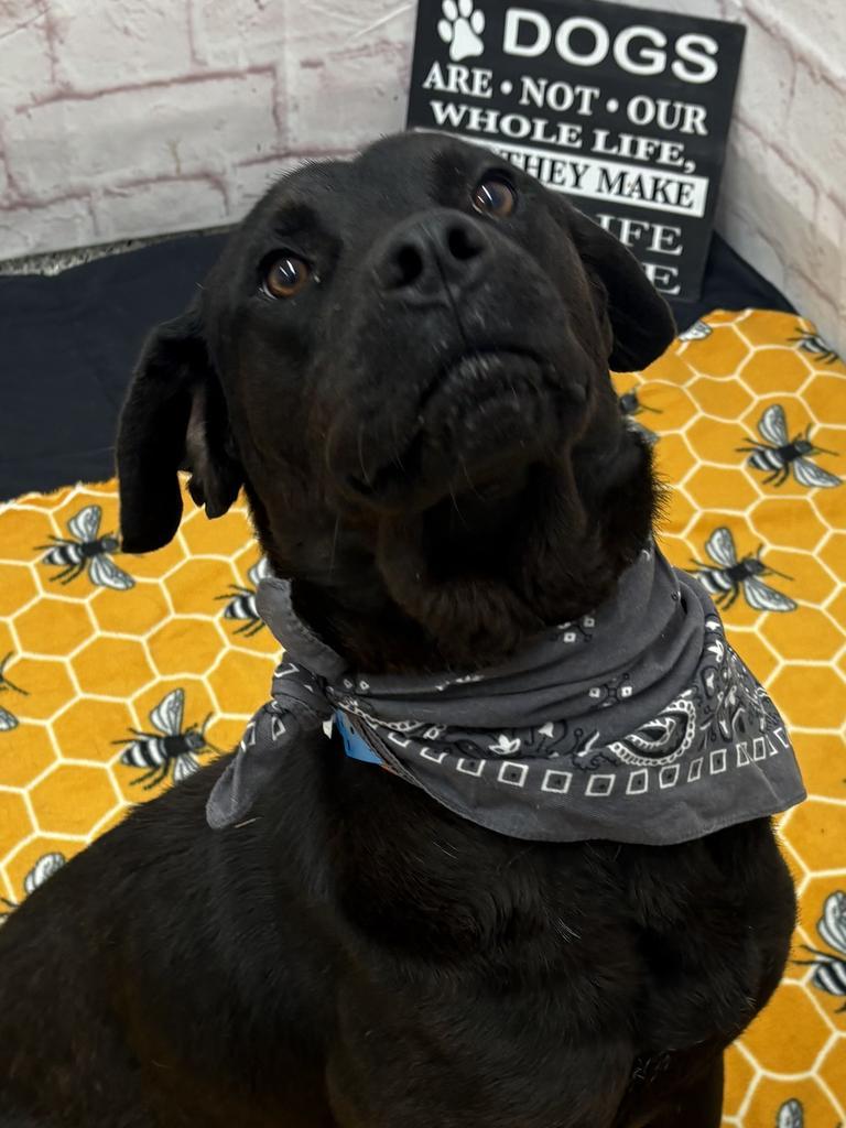 Enlarge Subaruu, a Adoptable mixed breed in Detroit, MI image 3/6