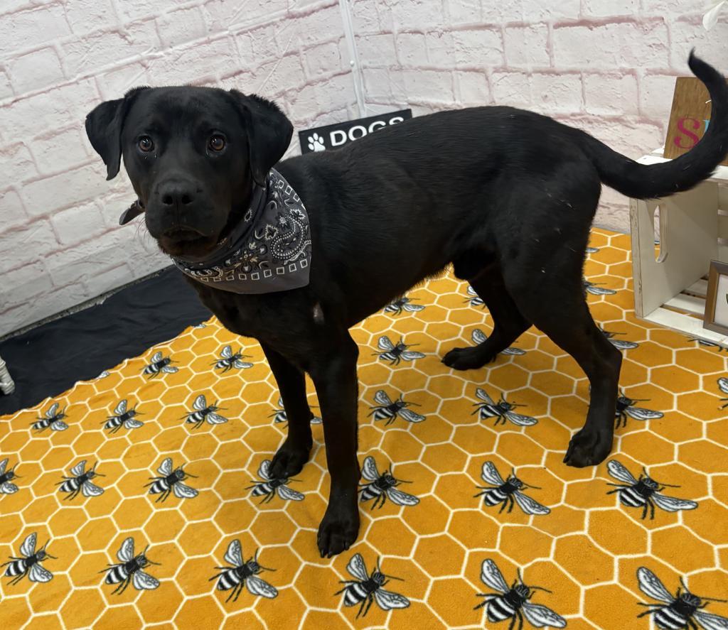 Enlarge Subaruu, a Adoptable mixed breed in Detroit, MI image 4/6
