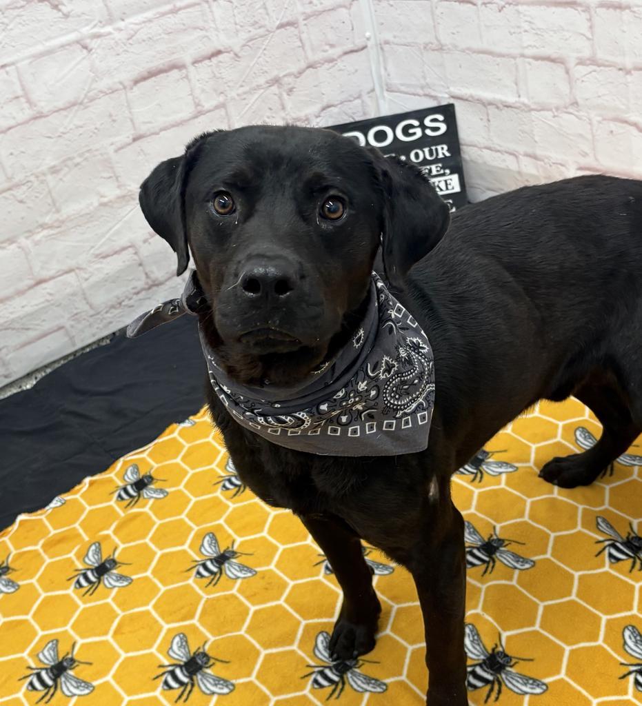 Enlarge Subaruu, a Adoptable mixed breed in Detroit, MI image 5/6