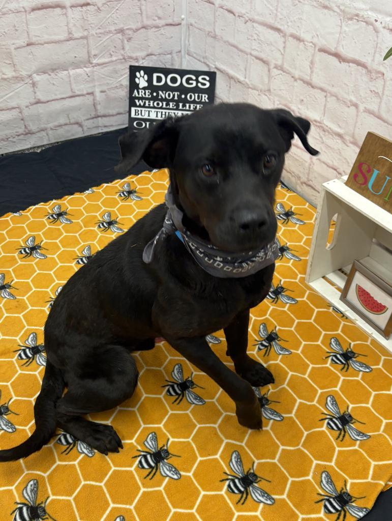 Enlarge Subaruu, a Adoptable mixed breed in Detroit, MI image 6/6