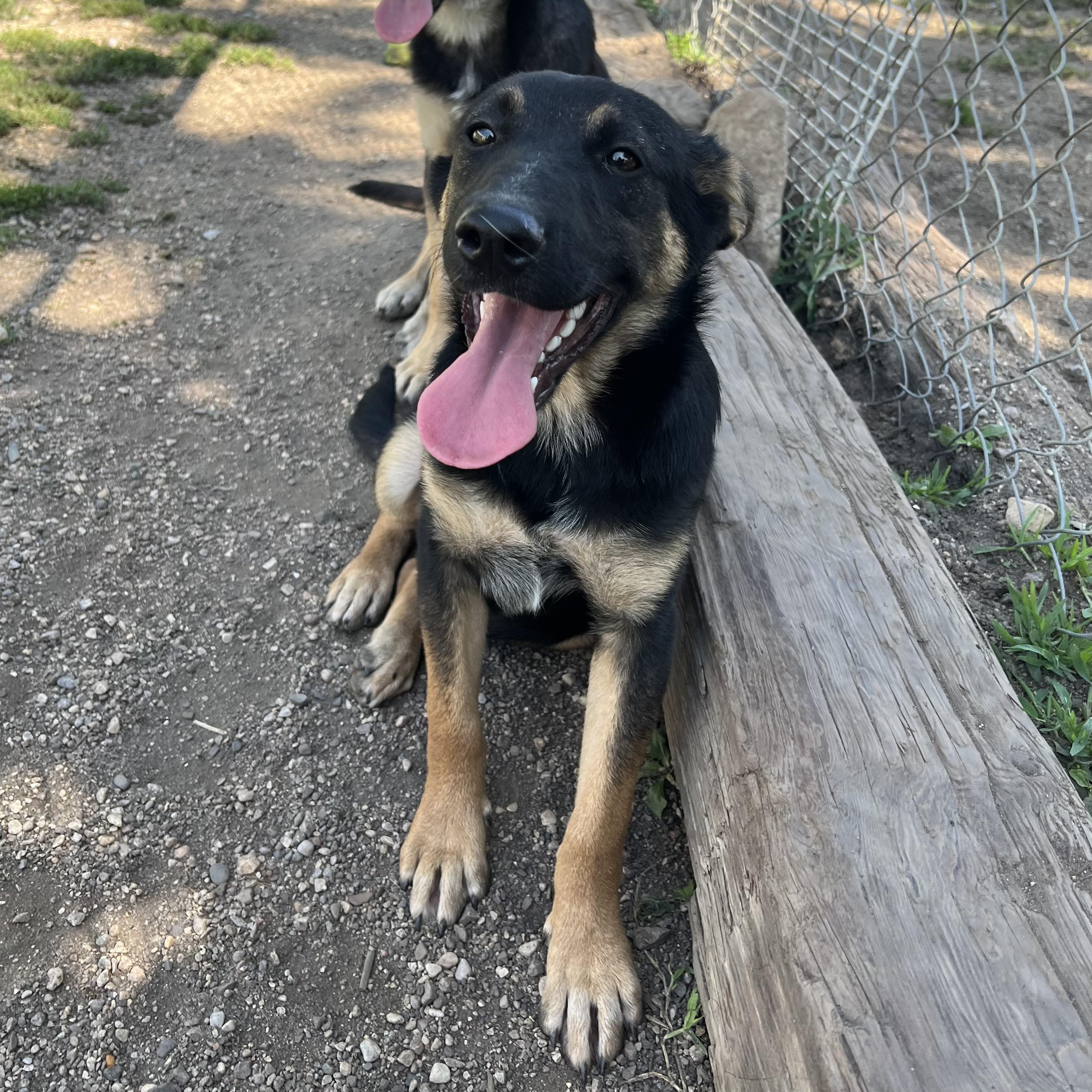 Barron, an adopted mixed breed in Fairmont, MN image 4/6