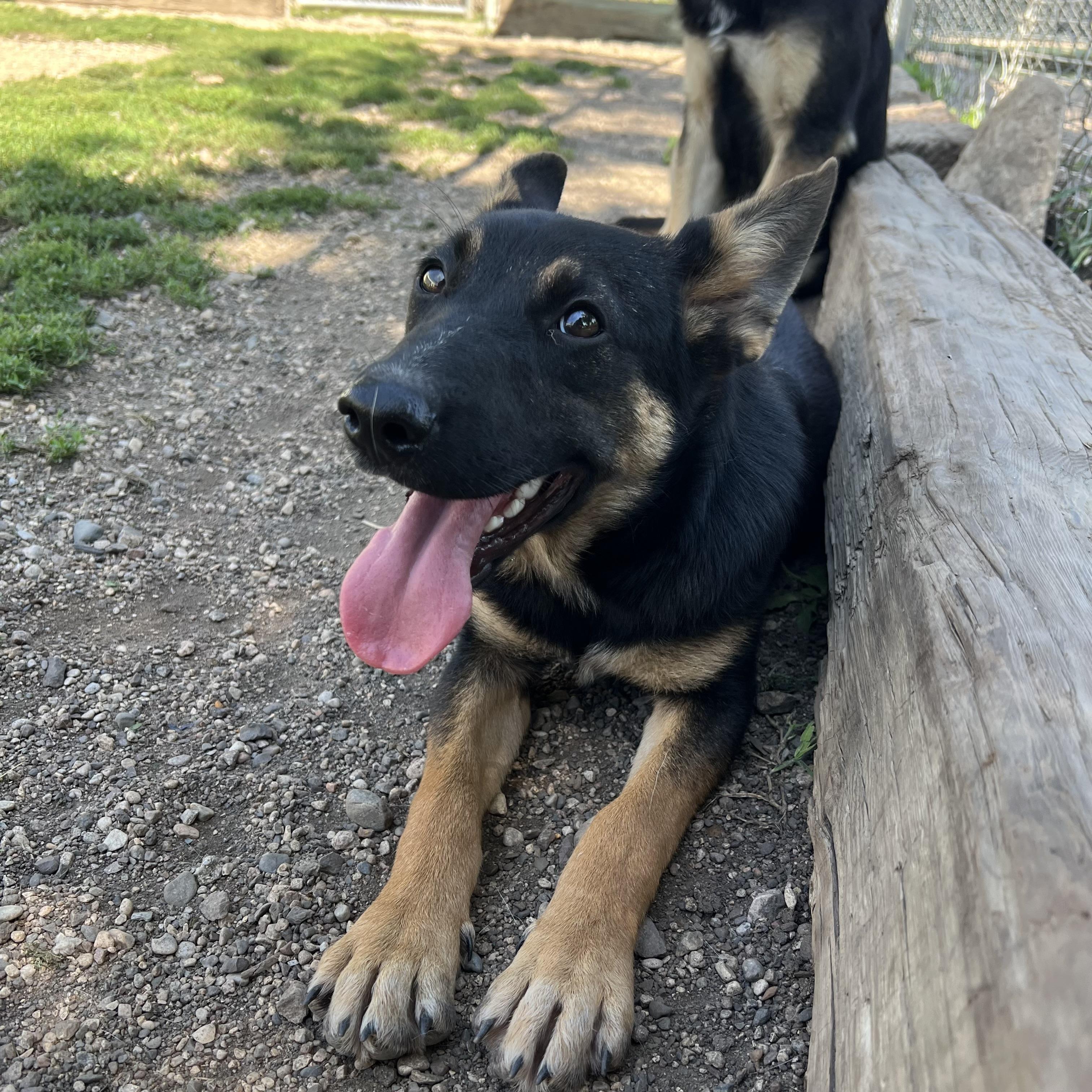 Barron, an adopted mixed breed in Fairmont, MN image 2/6