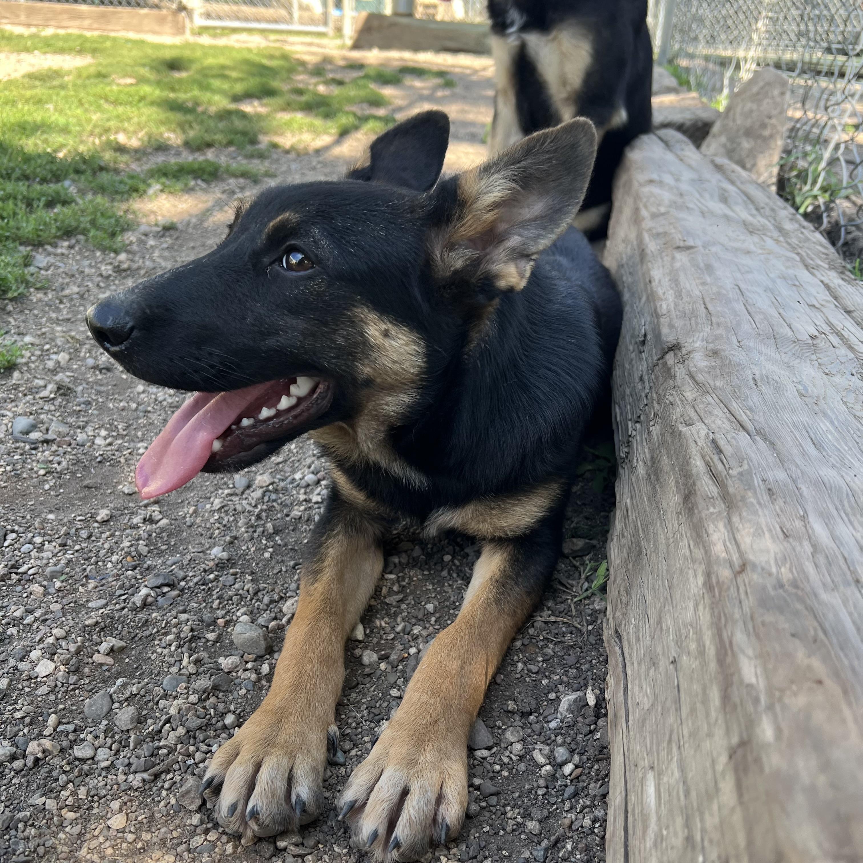 Barron, an adopted mixed breed in Fairmont, MN image 6/6