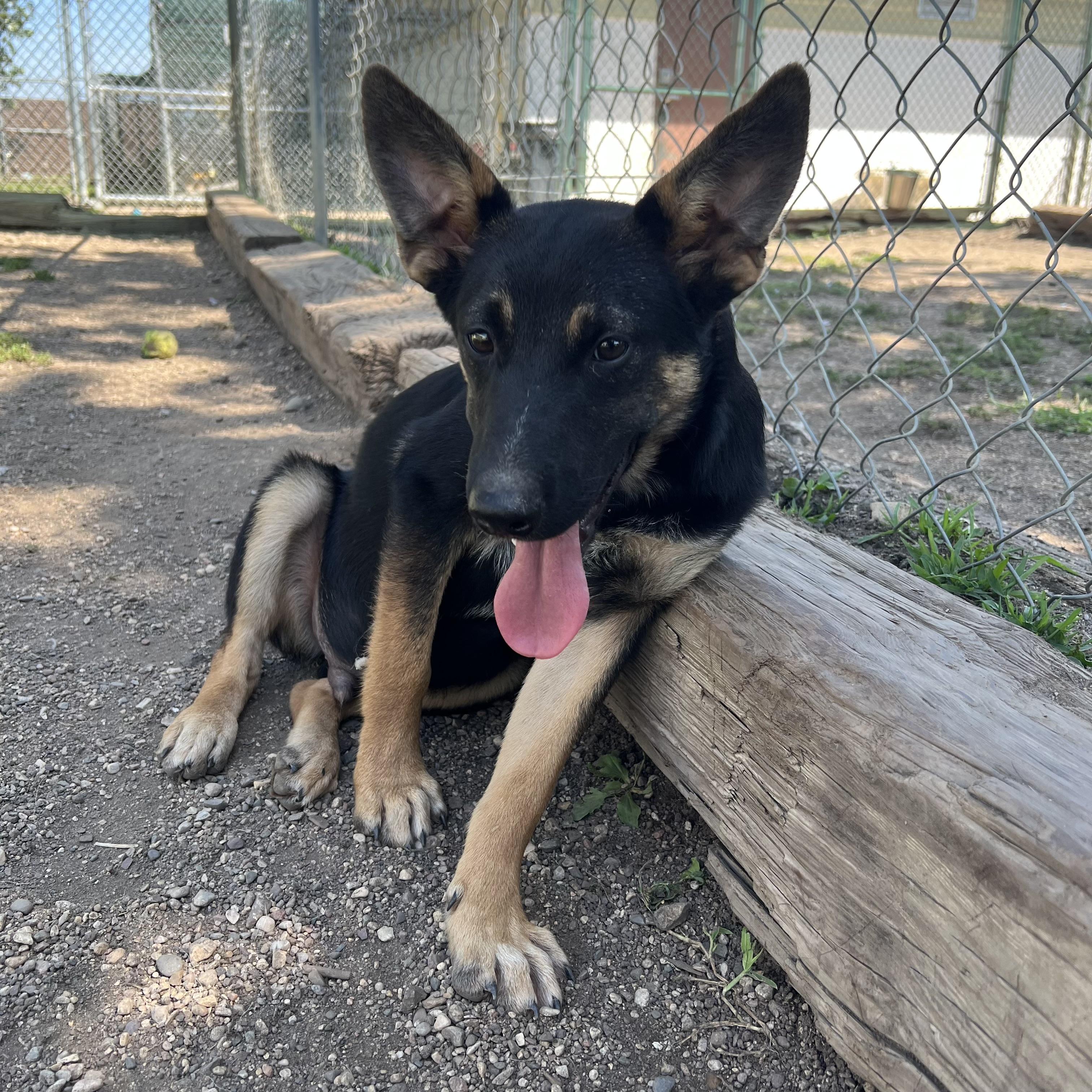 Barron, adopted, Puppy Male German Shepherd Dog.