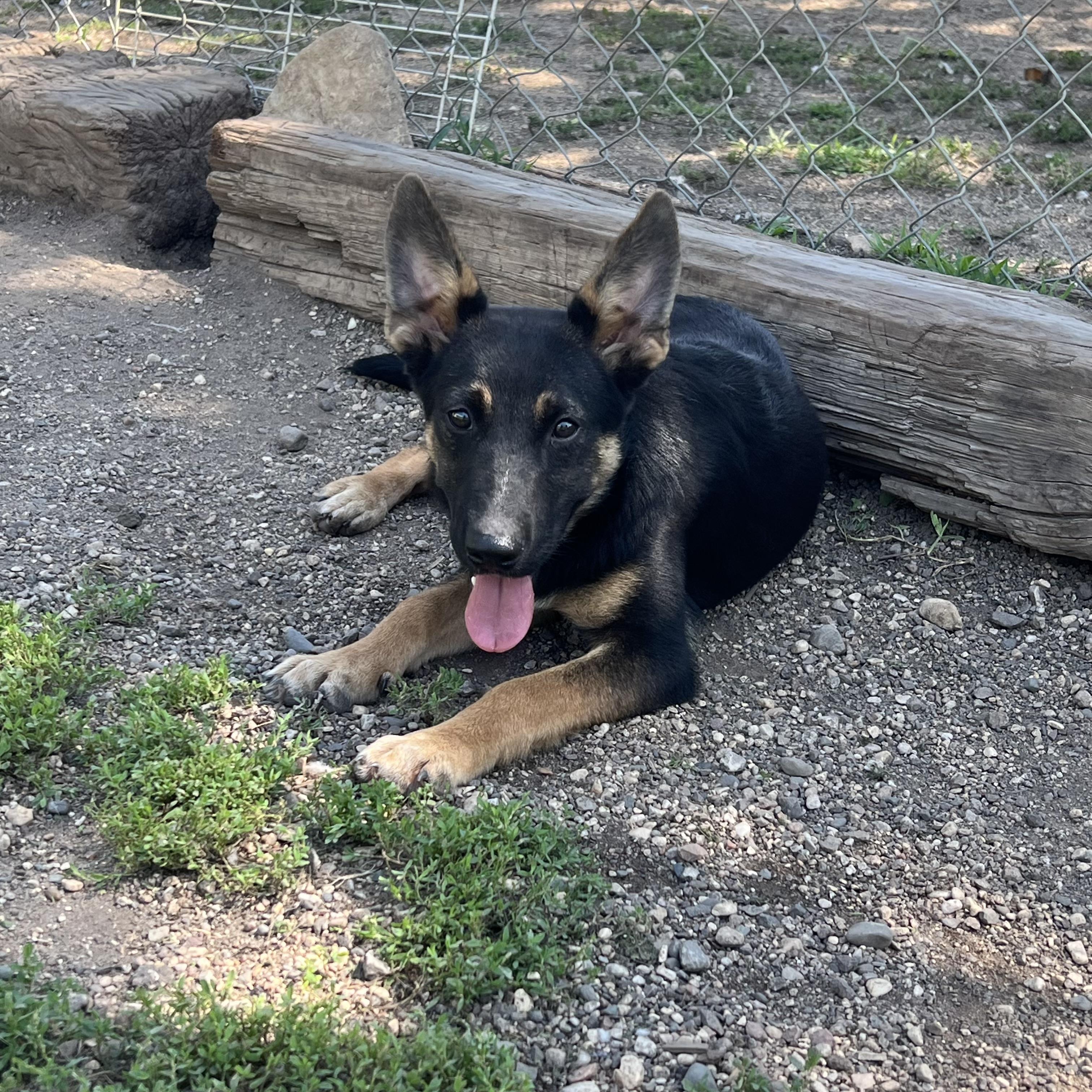Barron, an adopted mixed breed in Fairmont, MN image 3/6