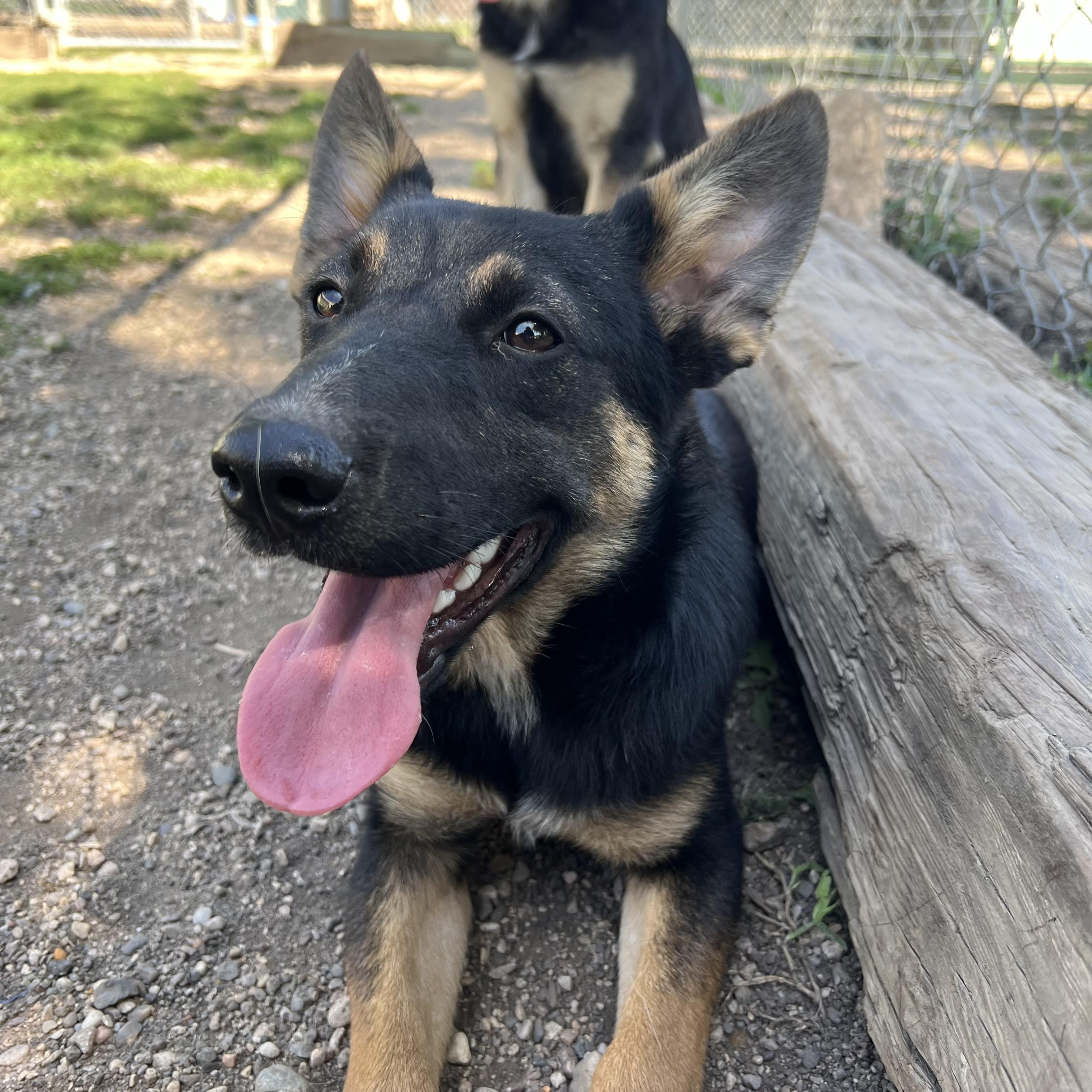 Barron, an adopted mixed breed in Fairmont, MN image 5/6