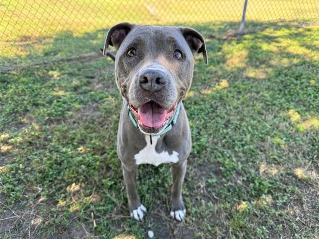 Enlarge HAILEY, a Adoptable mixed breed in Ocala, FL image 1/1