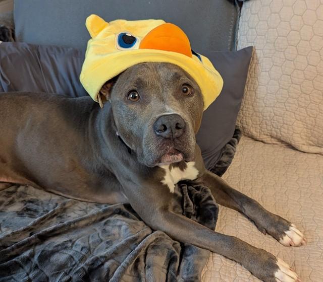 HAILEY, Adoptable, Adult Female American Staffordshire Terrier & Mixed Breed.