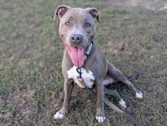 HAILEY, Adoptable, Adult Female American Staffordshire Terrier & Mixed Breed.