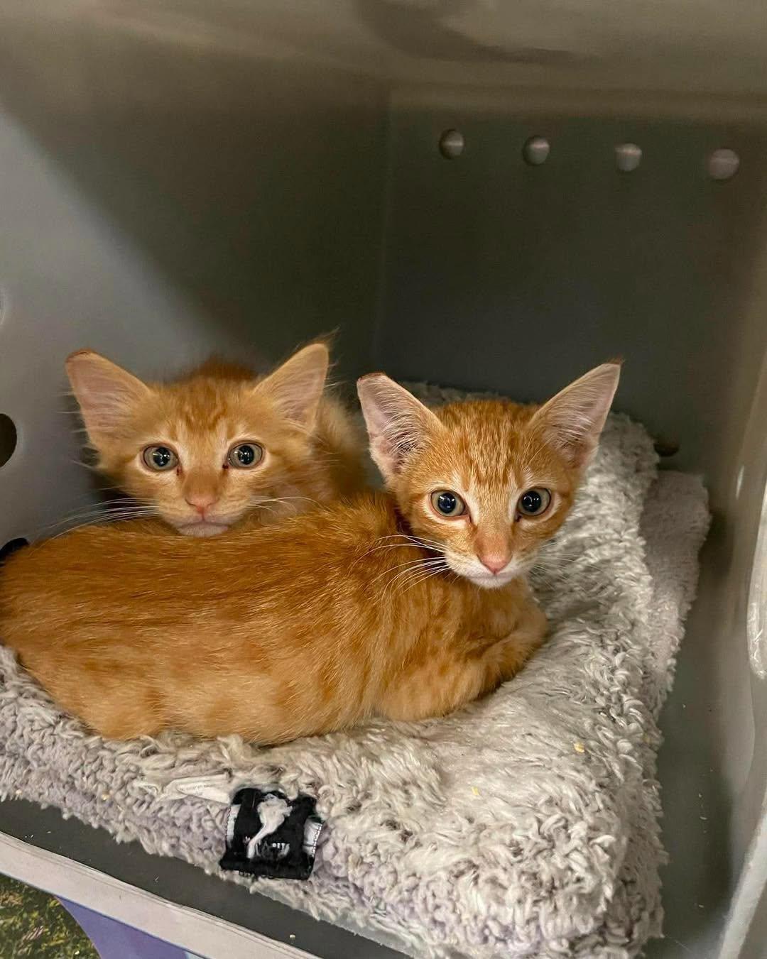Hobbes, a Adoptable Domestic Short Hair in Oregon, WI image 2/4