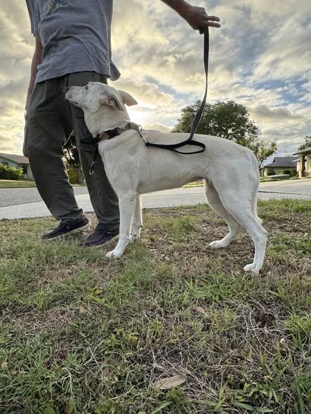Enlarge Snowygirl, a Adoptable White German Shepherd in Londonderry, NH image 2/3