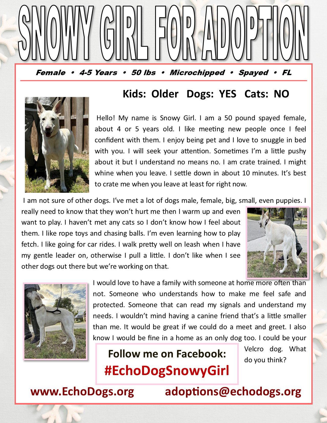 Enlarge Snowygirl, a Adoptable White German Shepherd in Londonderry, NH image 3/3