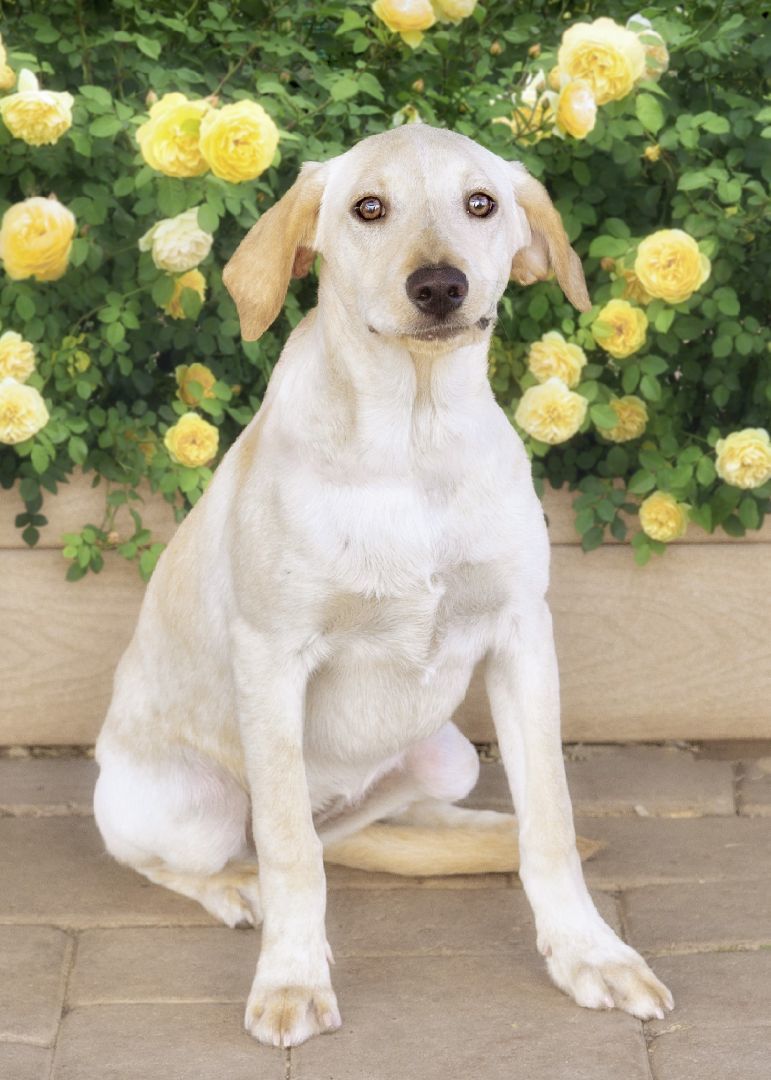 Enlarge Little Miss, a Adoptable mixed breed in El Cajon, CA image 3/4