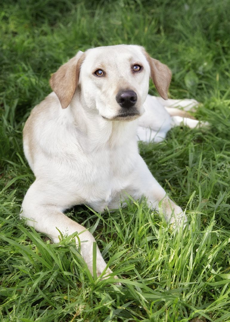 Enlarge Little Miss, a Adoptable mixed breed in El Cajon, CA image 1/4