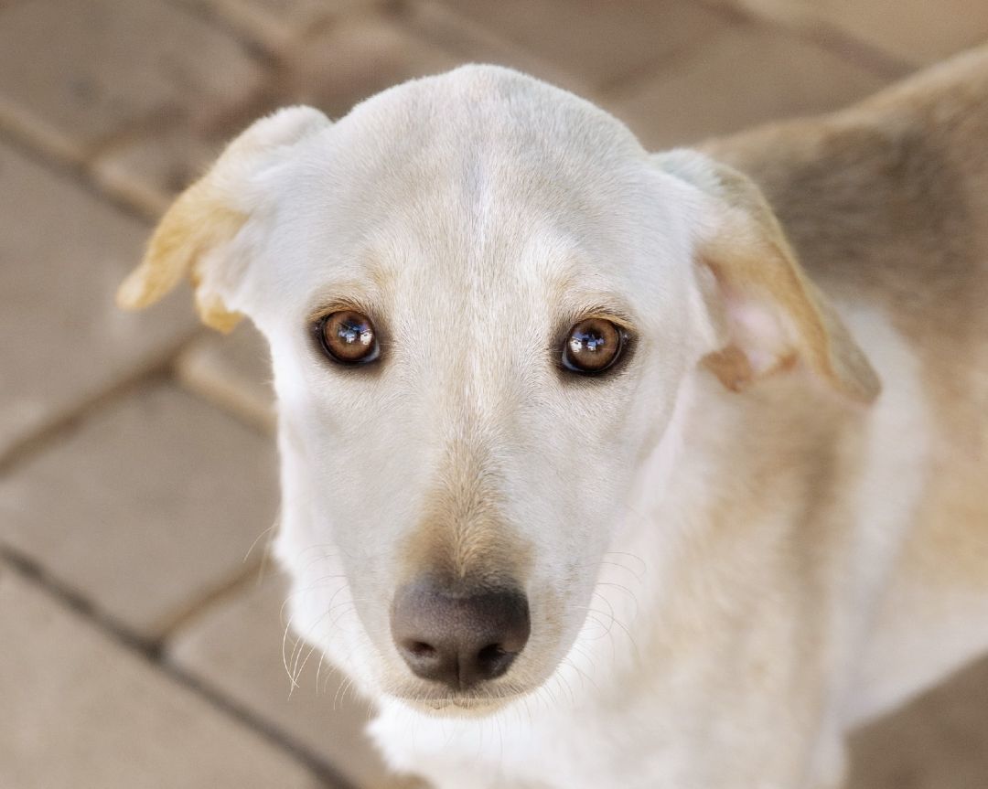 Enlarge Little Miss, a Adoptable mixed breed in El Cajon, CA image 2/4