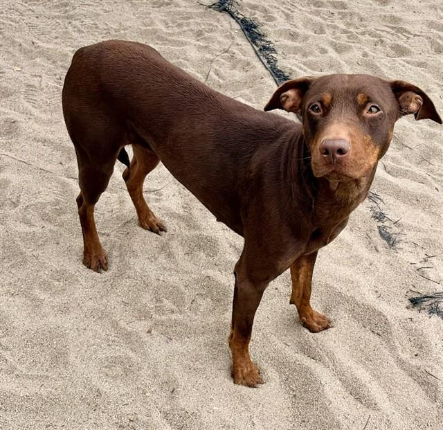 ASPEN, Adoptable, Young Female Doberman Pinscher & Mixed Breed.