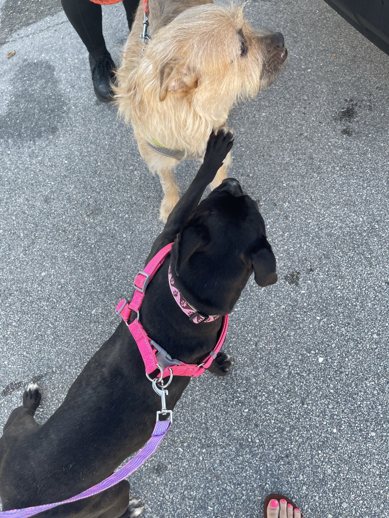 Enlarge Allison ( Allie ), a Adoptable mixed breed in Palm springs, FL image 2/5