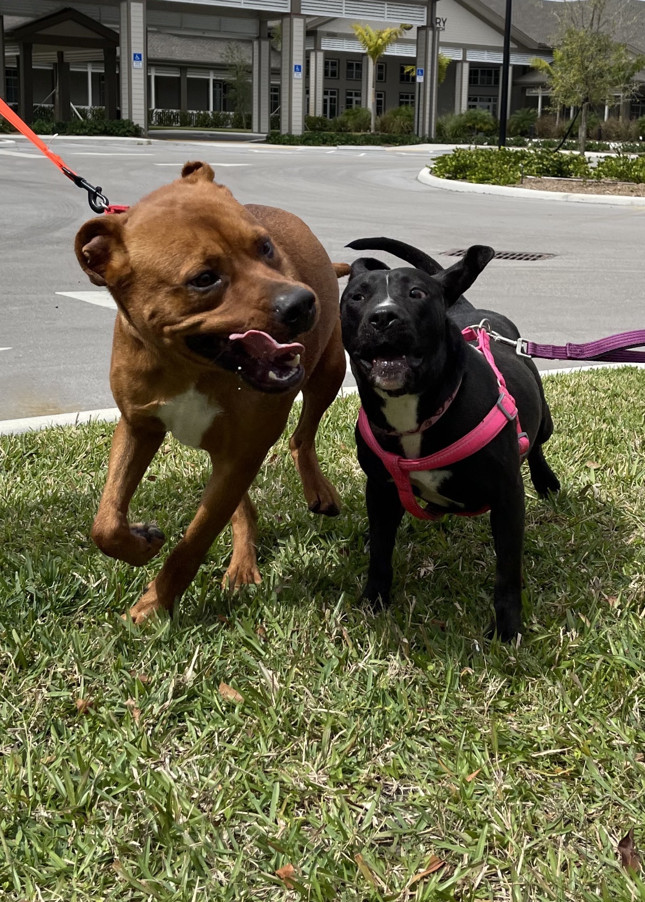 Enlarge Allison ( Allie ), a Adoptable mixed breed in Palm springs, FL image 3/5