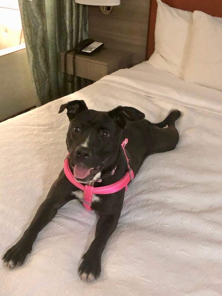 Enlarge Allison ( Allie ), a Adoptable mixed breed in Palm springs, FL image 4/5