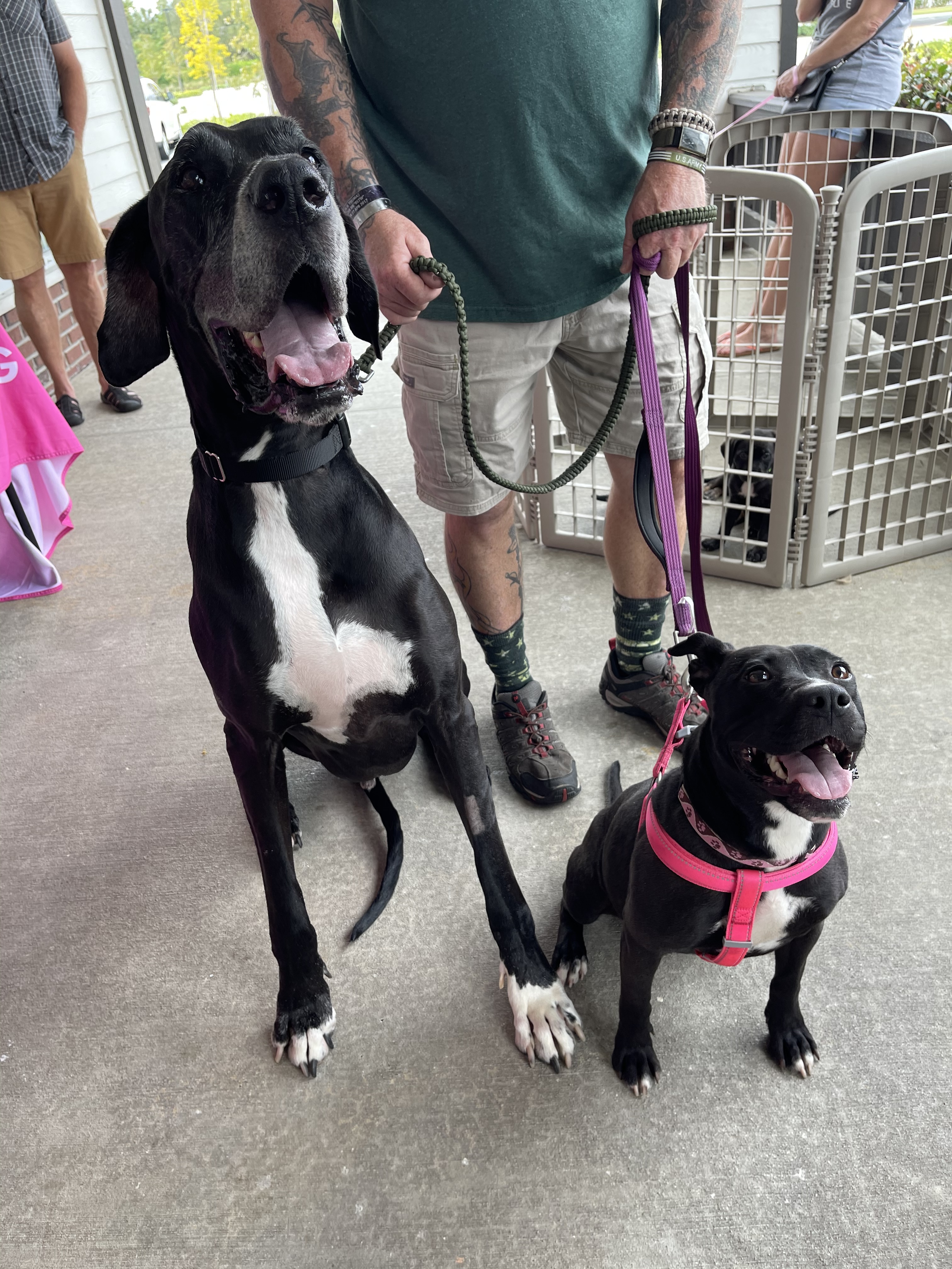 Enlarge Allison ( Allie ), a Adoptable mixed breed in Palm springs, FL image 5/5