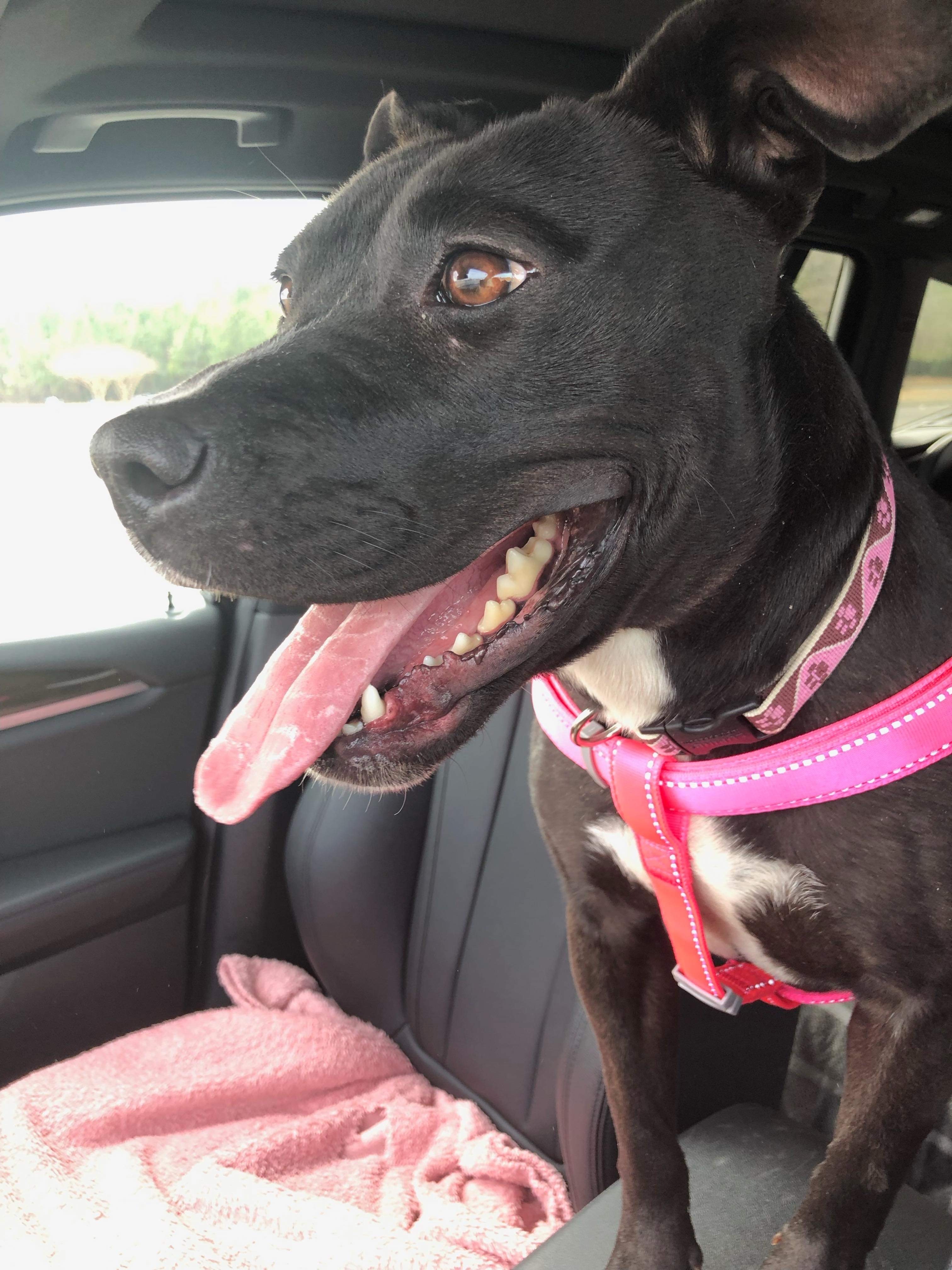 Enlarge Allison ( Allie ), a Adoptable mixed breed in Palm springs, FL image 1/5